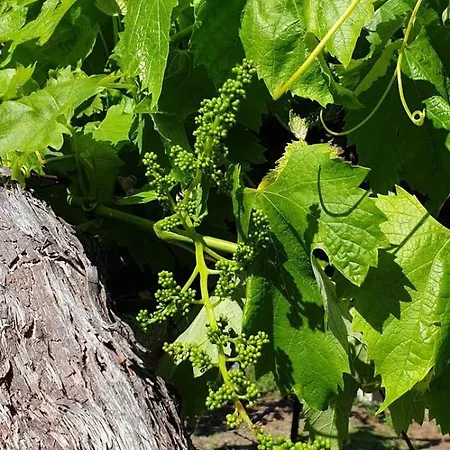 아파트 Quinta Da Touca *