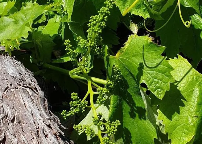 아파트 Quinta Da Touca *